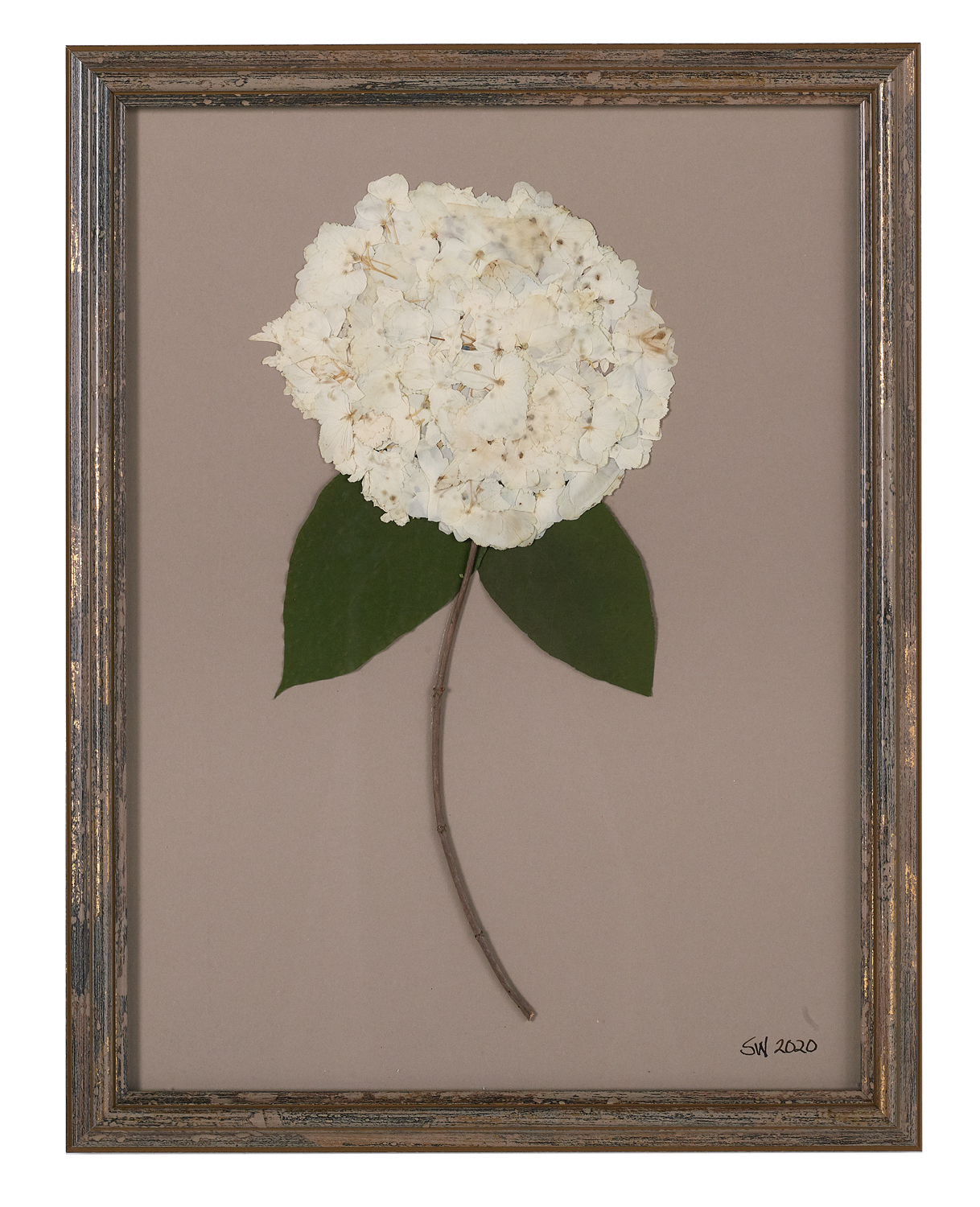 Suite of Dried and Pressed Hydrangea Botanicals - Image 3 of 11