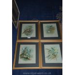 Four framed and mounted Prints depicting various garden birds.