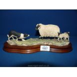 A Border Fine Arts figure on a wooden plinth of a Scottish black faced sheep with two lambs and a