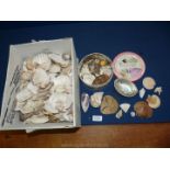 A quantity of mixed Shells.