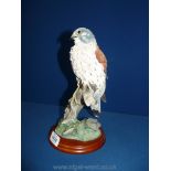 A Border Fine Arts 'Kestrel' birds by Russell Willis, no: 739480. 10 1/2" tall.