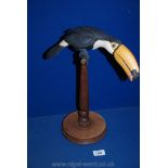 A Border Fine Arts, Toucan on wooden perch,