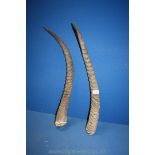 A pair of Water Buck horns.