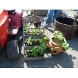 A terracotta strawberry planter and herb step planter.