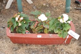 Garden planter containing three Begonias.