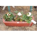 Garden planter containing three Begonias.