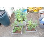 3 x various planters containing herbs, Tomato plant,