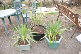 Two Yucca plants and a bamboo plant.