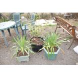 Two Yucca plants and a bamboo plant.