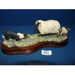 A Border Fine Arts Collie with sheep, horn missing to the ewe (chipped off), on a fixed base.