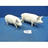A pair of Beswick Great White Pigs (one ear a/f)