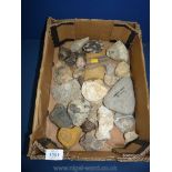 A quantity of Fossil finds from the Glacial deposits of the East Coast including Oyster shells