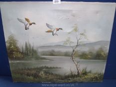 An unframed Oil on canvas of Ducks coming into land on a lake, signed M. Carter lower right, a/f.