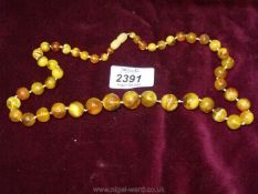 A necklace of graduated Amber beads, 24'' long.