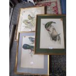 Three framed and mounted etchings of birds 'Pitta Schwaneri',