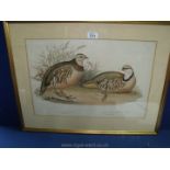 A framed and mounted print of a Barbary Partridge and a Greek Partridge, 26'' x 20''.