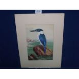 A watercolour of 'The White- collared Kingfisher',