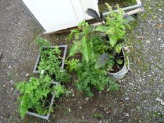 Two small herb containers and a vegetable container with tomatoes,
