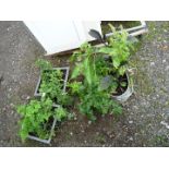 Two small herb containers and a vegetable container with tomatoes,