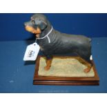 A Border Fine Arts figure of a Rotweiller with base, 7 1/2'' long x 8 1/4'' tall.