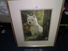 A framed and mounted Print of a West Highland Terrier.