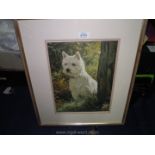 A framed and mounted Print of a West Highland Terrier.