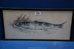 A signed Watercolour study of a Trout.