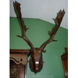 A carved Wood and Gesso Deer's head having a good pair of specimen antlers and nicely carved