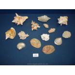 A quantity of shells including Conch etc plus a small sea urchin.