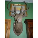 An Oak shield mounted Stag's Head having one point and point five-point antler,