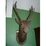 An Oak wall Plaque mounted Deer's Head having four and three point antlers,