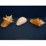 Two large Conch shells and one other