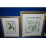 Two framed and mounted Lithographs with hand colouring 'Sobralia Sessilis' and 'Odantoglossum