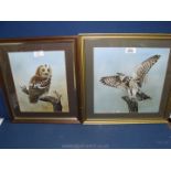 Two Mary Parsons Oil paintings, framed and mounted depicting an owl and a kestrel.