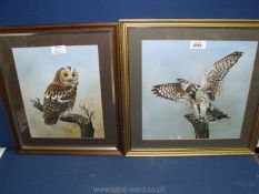 Two Mary Parsons Oil paintings, framed and mounted depicting an owl and a kestrel.