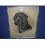 A Marjorie Cox charcoal drawing of a Black Labrador, dated 1975, 18 1/2'' x 21 1/2''.