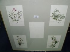 A frame containing four prints of foliage by artist Pat Barbrook.