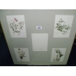 A frame containing four prints of foliage by artist Pat Barbrook.