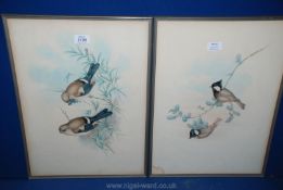Two early 20th c. lithographs of birds 'Pyrrhula Nipalensis' and 'Parus Pufonuchalis'.