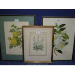 Three Botanical prints including Paul Jones Camelia Japonica.