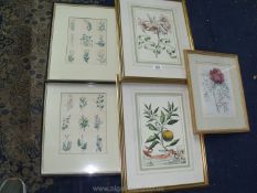 Five Botanical pictures including two Giovanni Battista Ferarri print,