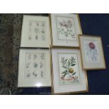 Five Botanical pictures including two Giovanni Battista Ferarri print,
