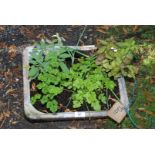 A tray of mixed herbs