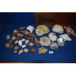 A quantity of mixed shells including oyster, conch shells, scallop, etc.