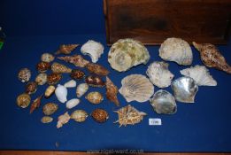 A quantity of mixed shells including oyster, conch shells, scallop, etc.
