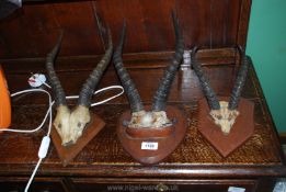 Three mounted sets of Deer horns.