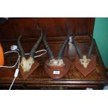 Three mounted sets of Deer horns.