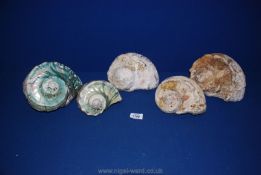 Five large Conch Shells