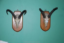 Two mounted Antelope/Goat skulls with horns.