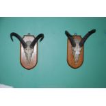 Two mounted Antelope/Goat skulls with horns.